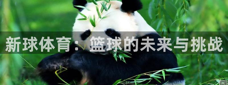 新球体育：篮球的未来与挑战