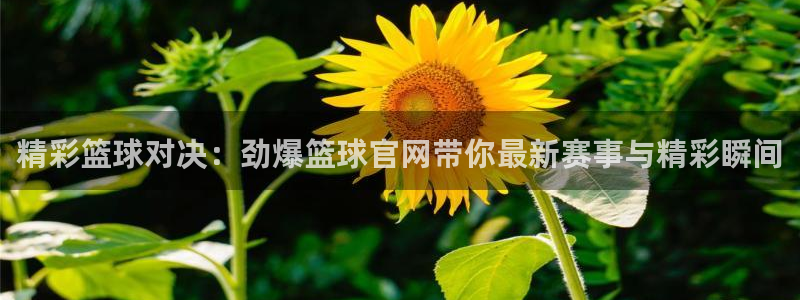 精彩篮球对决：劲爆篮球官网带你最新赛事与精彩瞬间
