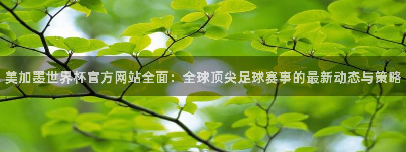 美加墨世界杯官方网站全面：全球顶尖足球赛事的最新动态与策略