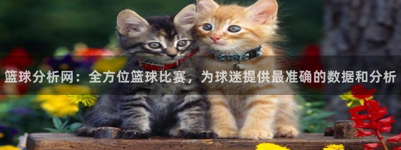 篮球分析网：全方位篮球比赛，为球迷提供最准确的数据和分析